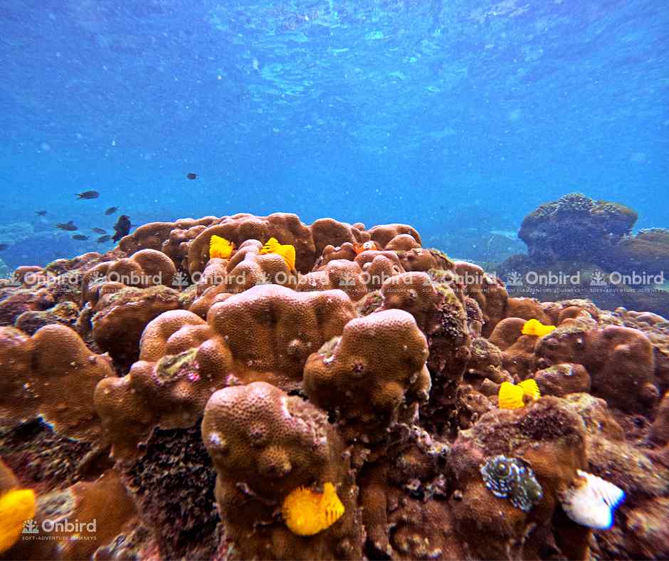 Close-up of vibrant yellow and orange Christmas tree worms (Spirobranchus giganteus) emerging from a reddish-brown hard coral colony underwater in Phu Quoc.