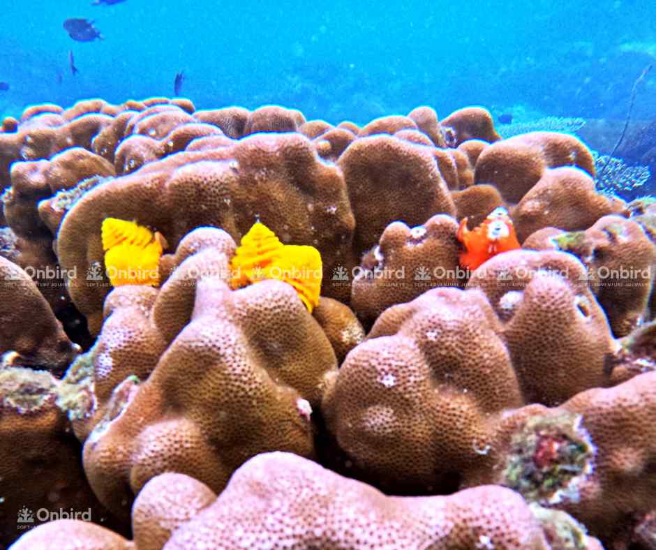 Close-up of several bright yellow Christmas tree worms emerging from a brown hard coral colony underwater in Phu Quoc.