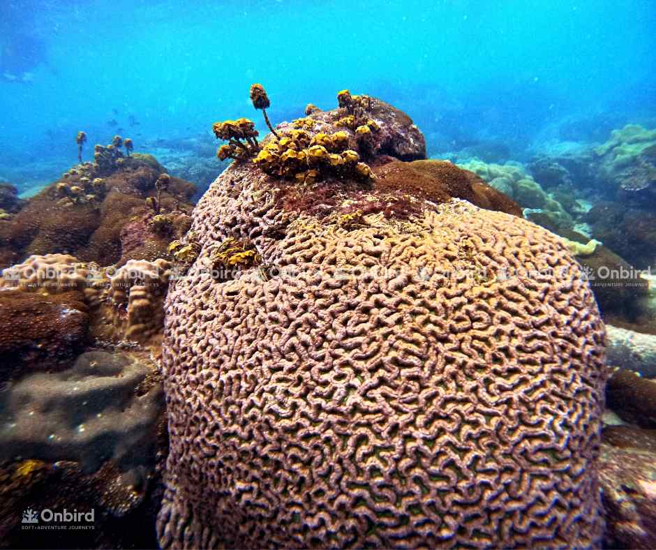 Close-up of a massive brain coral (Porites) colony with a complex surface in Phu Quoc.