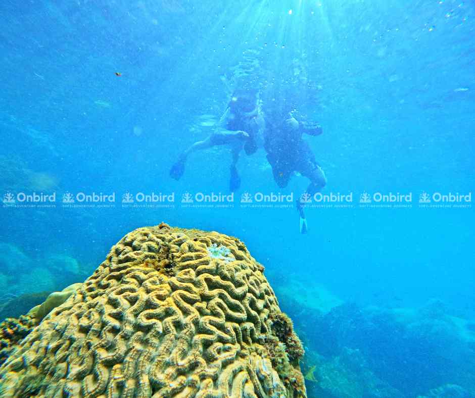 Two people are diving, observing large brain coral under clear blue water in Phu Quoc.