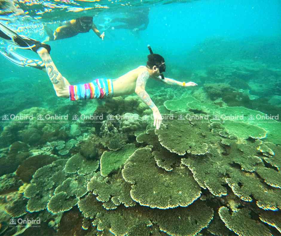 Snorkeling above a large green Table Coral field under clear blue water in Phu Quoc.