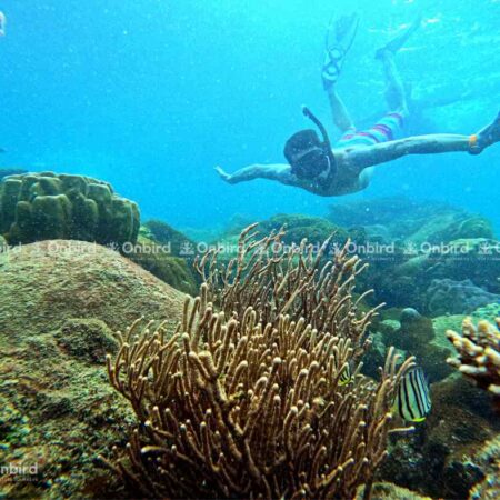 Một người lặn tự do đang bơi gần một khối san hô cây tre với cấu trúc giống như thân cây và các cụm san hô nhỏ hơn xung quanh ở Phú Quốc.