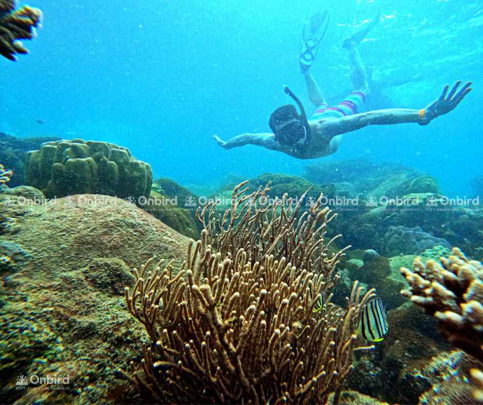 A freediver is swimming near a bamboo coral colony with a tree-like structure and smaller coral clusters around it in Phu Quoc.