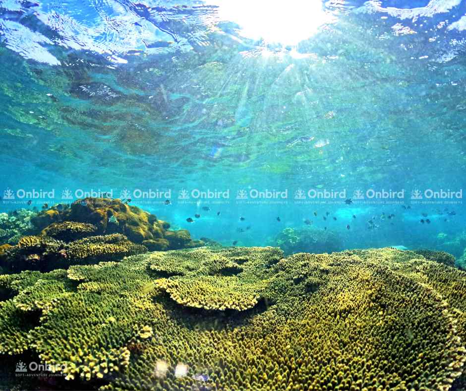 A panoramic view of a large area with green Table Coral colonies stretching under sunlight filtering through the water in Phu Quoc.