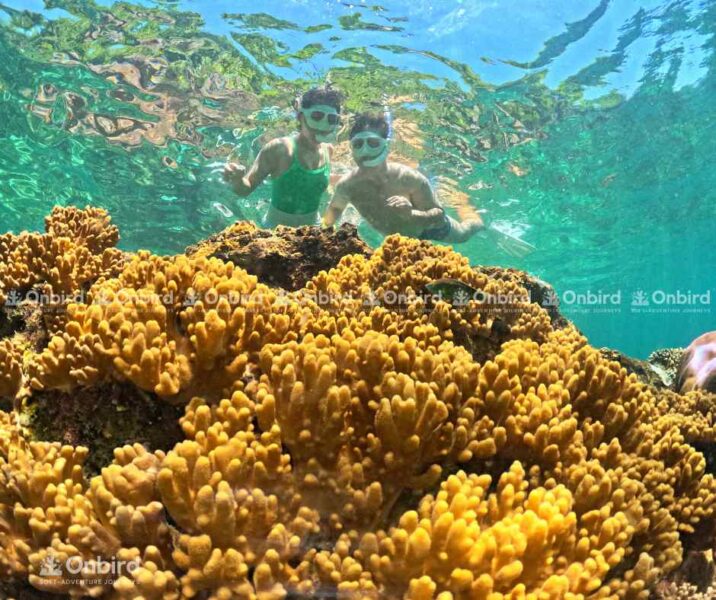 Cận cảnh một khối san hô ngón tay màu vàng nhạt vươn lên từ đáy biển Phú Quốc với một người lặn ở phía trên.