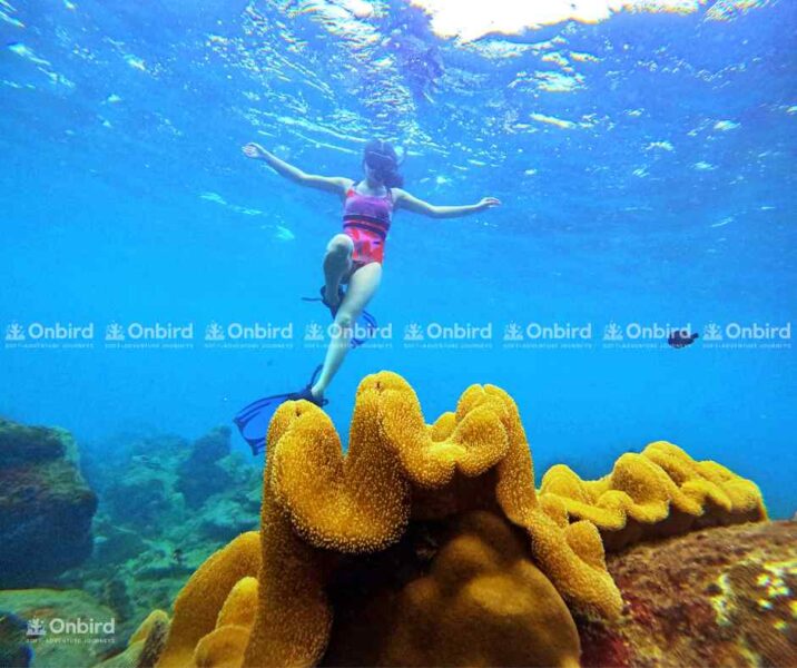 Một người lặn trong bộ đồ bơi màu hồng nổi bật đang bơi trên một khối san hô da cóc lớn màu vàng với bề mặt nhăn nheo đặc trưng ở Phú Quốc.