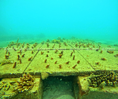 Young corals being cultivated on OnBird Phu Quoc's artificial bio-rock structures underwater, illustrating coral conservation technology.