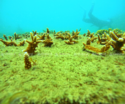 Thriving young coral clusters on OnBird Phu Quoc's artificial bio-rock structures underwater, demonstrating ecological restoration.