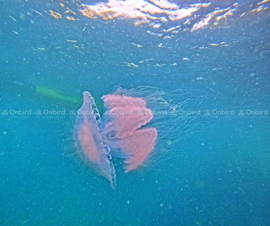 Close-up of a pale pink cauliflower jellyfish (Phyllorhiza punctata) with white spots and complex oral arms, drifting in light blue sea water in Phu Quoc.