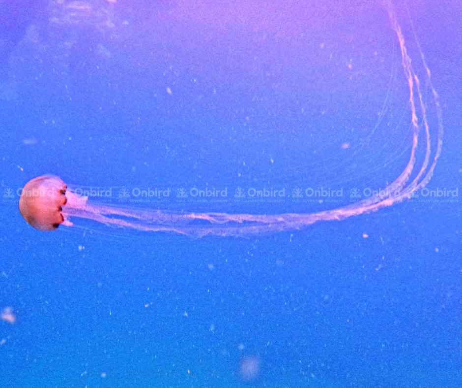 A reddish-orange fire jellyfish (Chrysaora sp.) with long, delicate tentacles drifting in purple-blue water in Phu Quoc.
