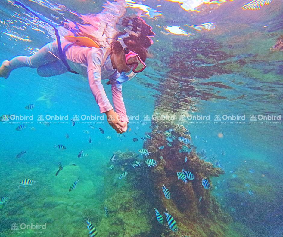 A young girl snorkeling in clear blue water, exploring the underwater world at her own pace, illustrating OnBird's flexible snorkeling experience.