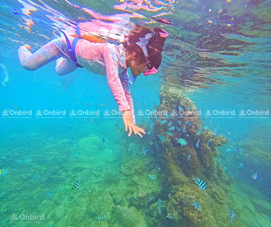A young girl happily interacting with a school of striped fish and a coral reef while snorkeling, demonstrating the positive and successful experience provided by OnBird.