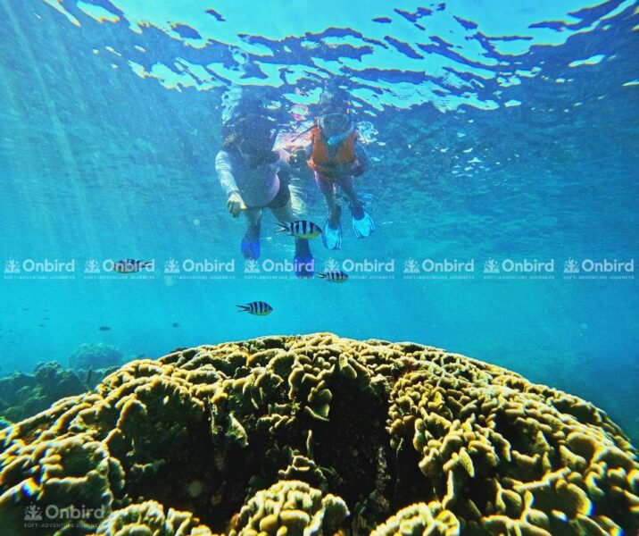 A mother and child snorkeling near a coral reef in the morning, with sunlight penetrating the water, illustrating the optimal time and location for a child's snorkeling trip.
