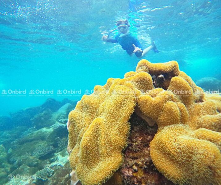 A child snorkeling with an instructor, exploring vibrant golden coral reefs in Phu Quoc during safe low-UV hours.