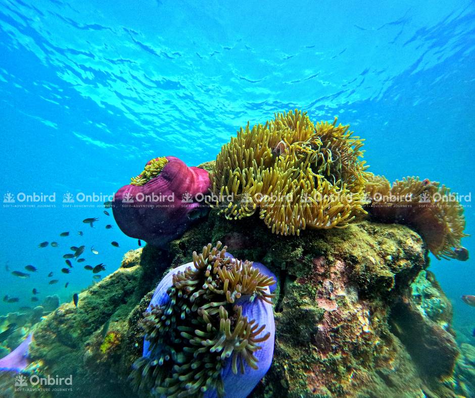 Close-up of vibrant corals and sea anemones with small fish swimming around under natural light.