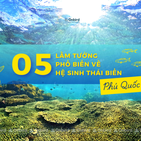 05 lầm tưởng phổ biến về hệ sinh thái biển Phú Quốc