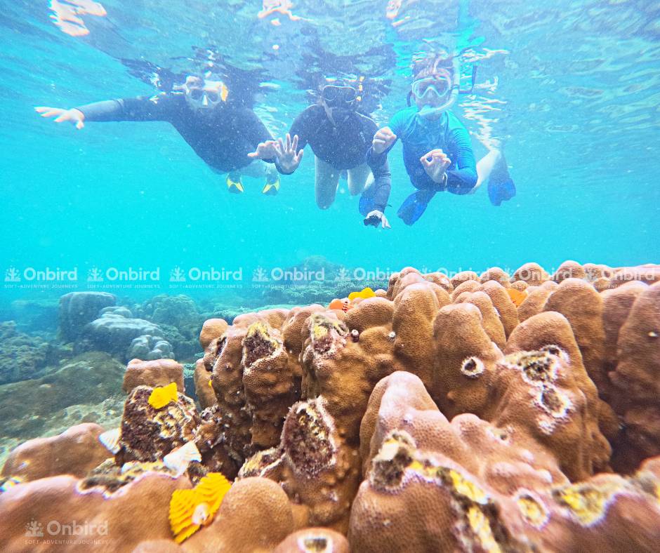 Three snorkelers swimming above orange-yellow coral reefs, observing underwater life.