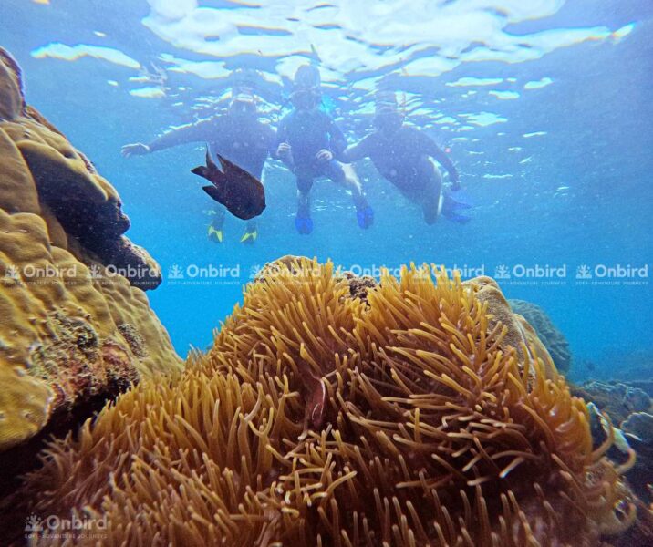 Three snorkelers are swimming near a vibrant coral reef, with a fish passing by, illustrating OnBird's safe and scientifically-managed snorkeling experiences.