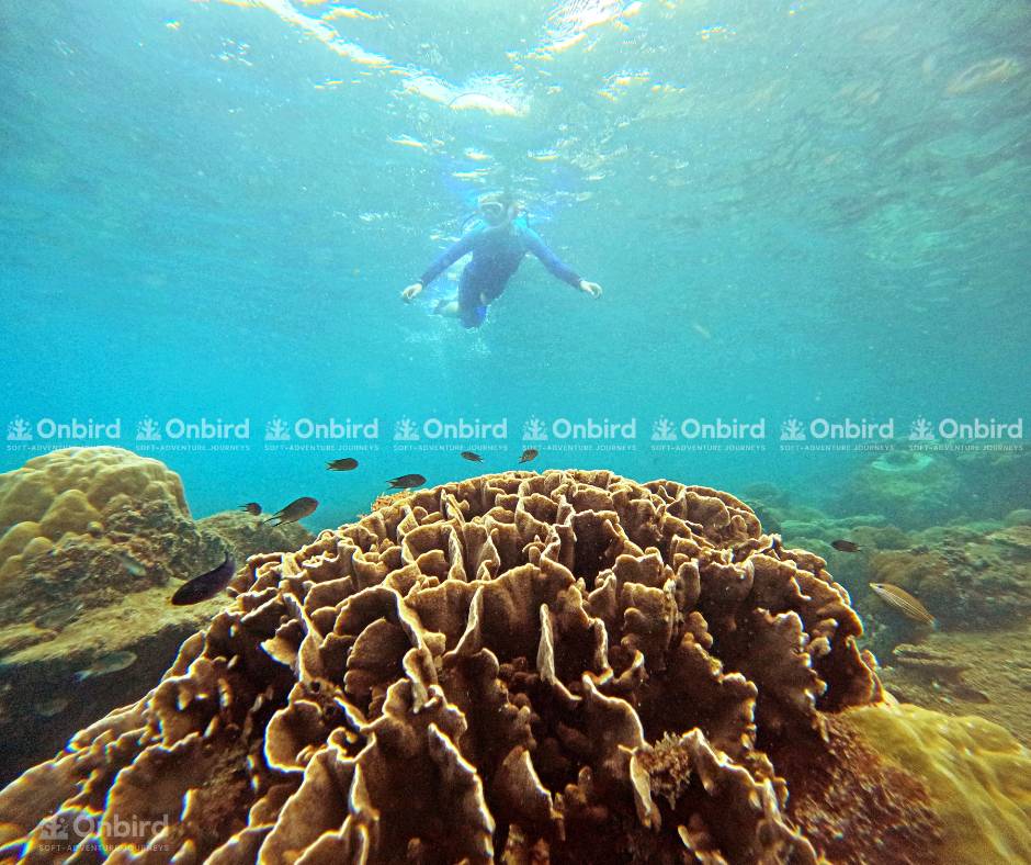A solo snorkeler near a brown coral cluster, surrounded by small fish.