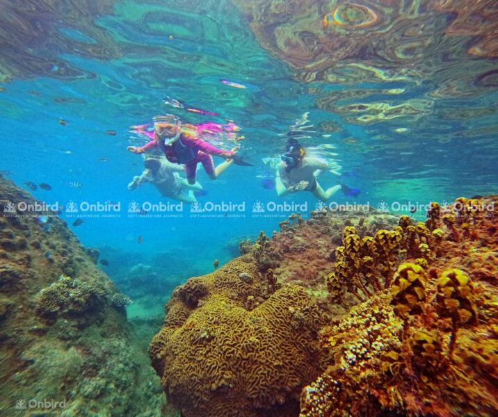 A family of two adults and one child snorkeling over a vast coral reef, demonstrating OnBird's high-quality, focused snorkeling time.