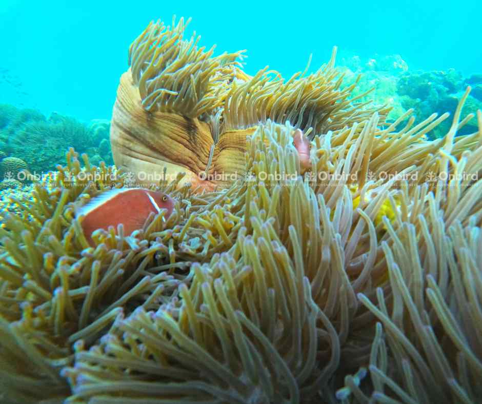Cá hề cam (Pink Skunk clownfish) đang bơi quanh cụm hải quỳ khổng lồ tại rạn san hô Phú Quốc.