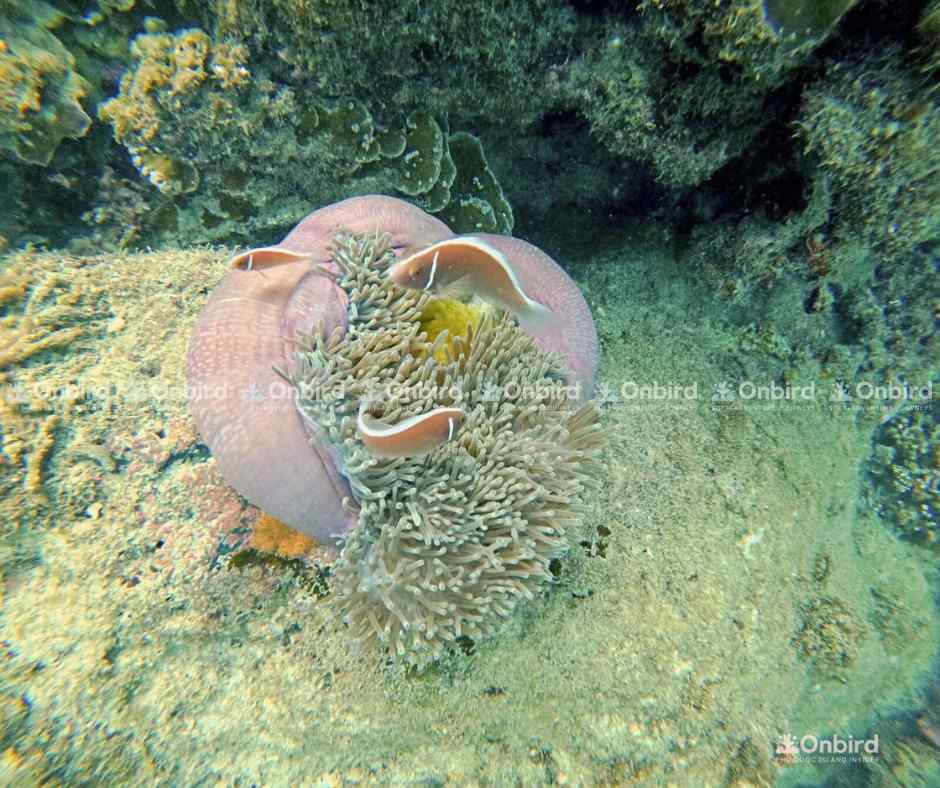 Cá hề cam (Pink Skunk clownfish) đang bơi quanh cụm hải quỳ khổng lồ tại rạn san hô Phú Quốc, giữa làn nước trong xanh.