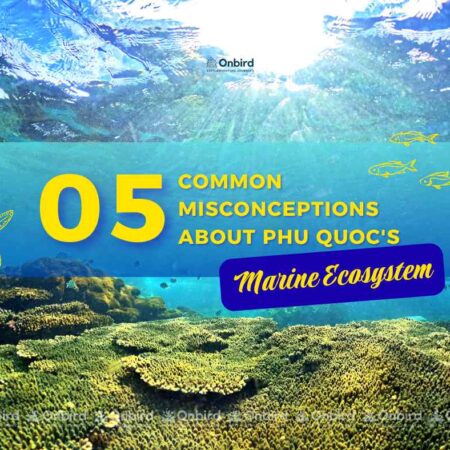 05 common misconceptions about Phu Quoc's Marine Ecosystem