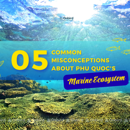 5 common misunderstandings about Phu Quoc's marine life