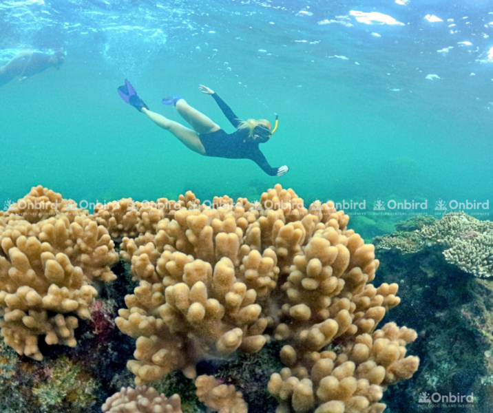 A snorkeler exploring near a cluster of finger corals.