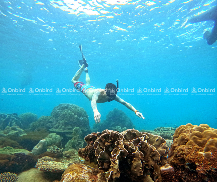 A man snorkeling beside a vibrant cluster of soft corals in the crystal-clear waters of Phu Quoc.