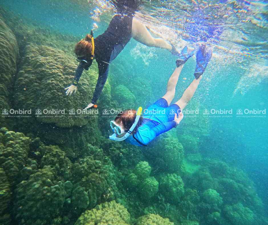Hai người lặn ống thở đang bơi sát các cụm san hô lớn tại vùng nước trong xanh.