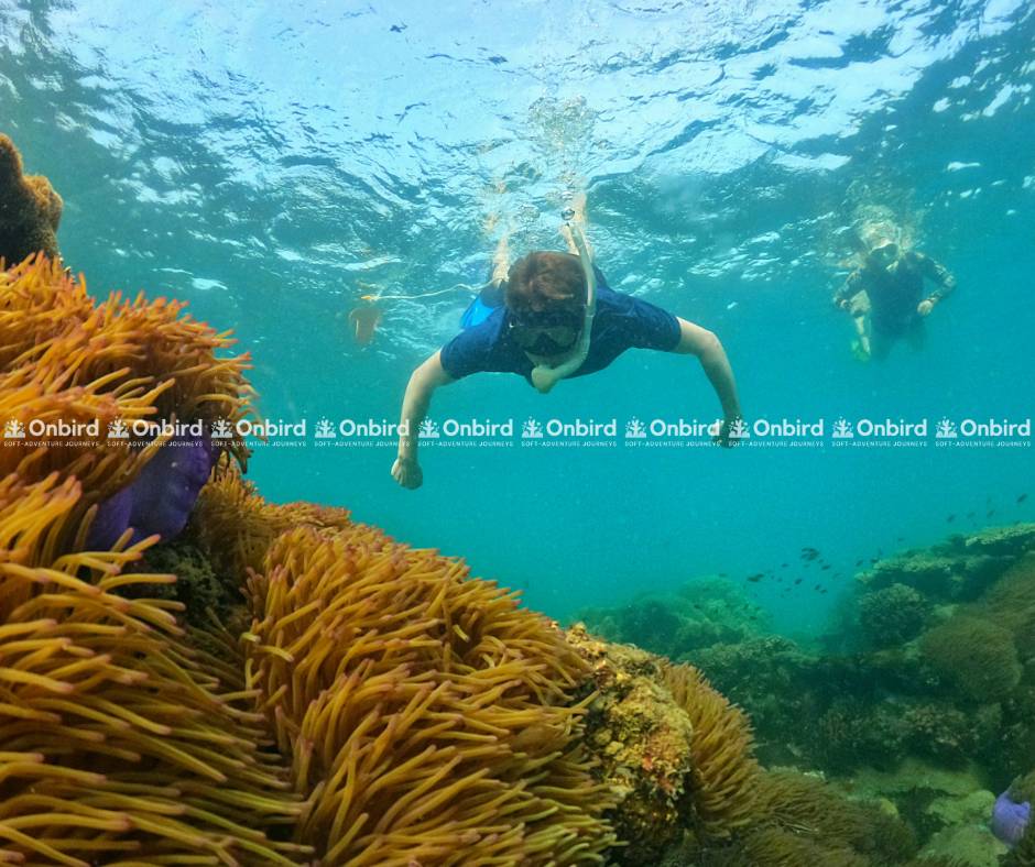 Tham gia trải nghiệm lặn ống thở theo nhóm nhỏ bạn sẽ có cơ hội được đảm bảo sự riêng tư và an toàn tuyệt đối trong hành trình khám phá thiên nhiên Phú Quốc của mình