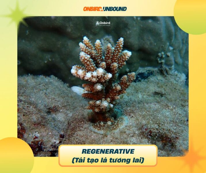 Thông điệp định hướng Quý 4/2025 của OnBird Phú Quốc: "Regenerative - Tái tạo là tương lai"