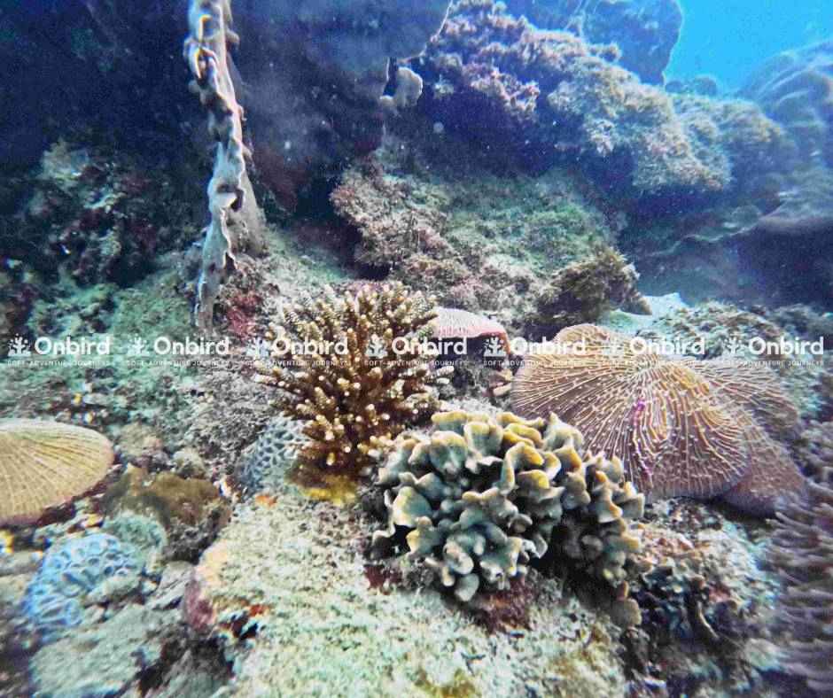 San hô phát triển từ đá sinh học (bio-rock)