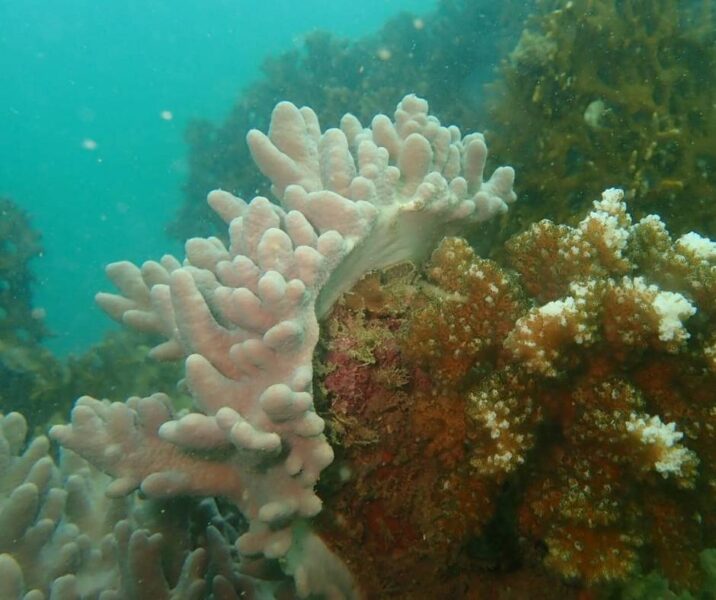 San hô tại Nha Trang bị tẩy trắng (nguồn: Nha Trang Sea Star)