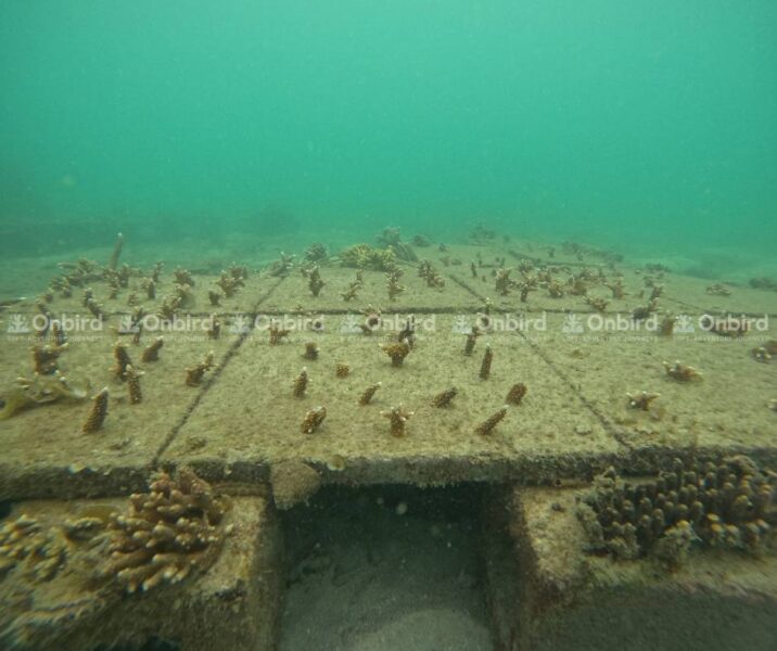 Vườn ươm san hô - dự án OnBird đang góp phần phát triển cùng các nhà khoa học biển tại Phú Quốc