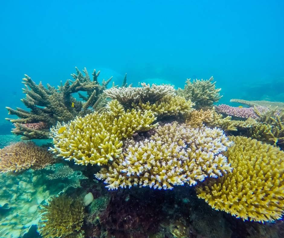 Rạn san hô tại Côn Đảo (Nguồn: sưu tầm)