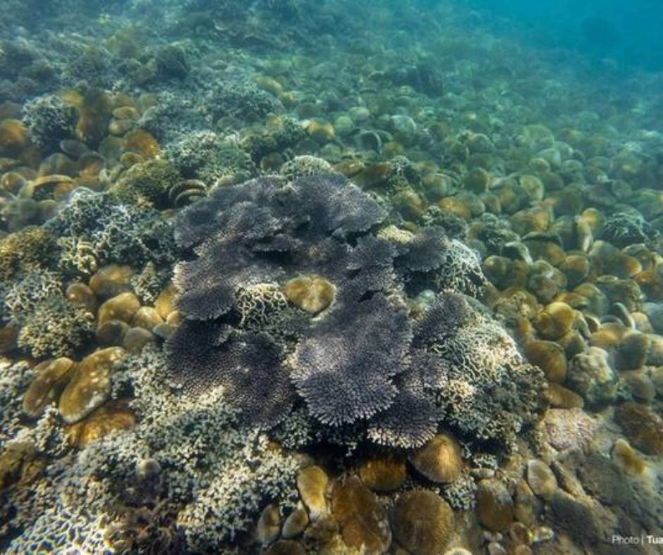 Rạn sạn hô tại Vịnh Vĩnh Hy (Nguồn: Sưu tầm)