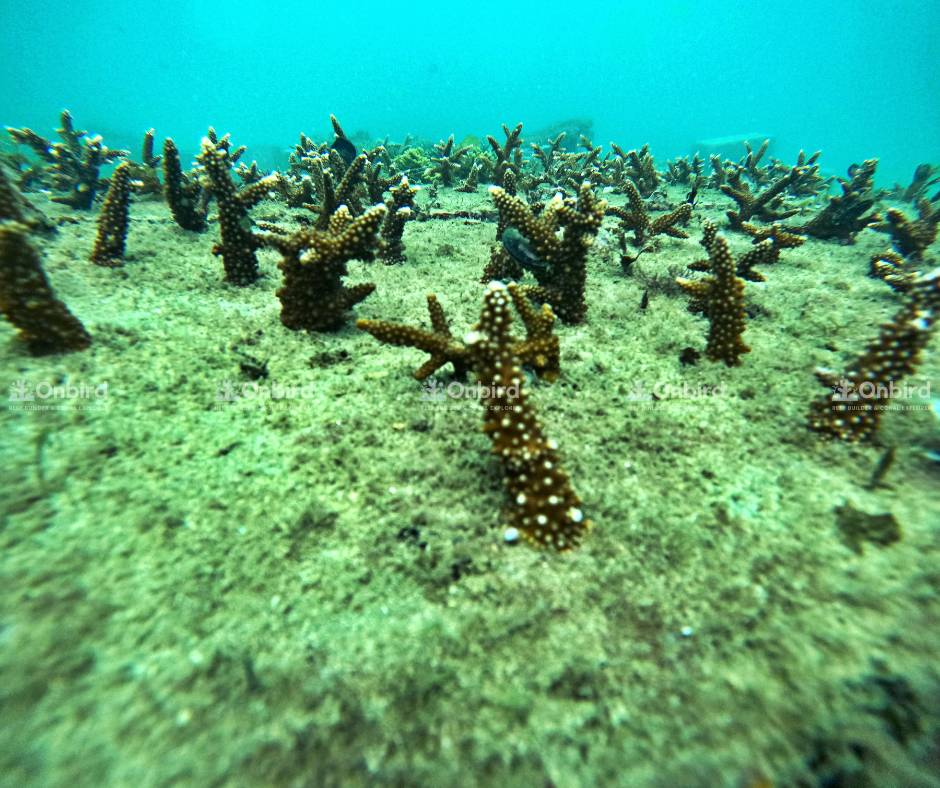 The entire coral stock has achieved stable and secure adhesion to the substrate.