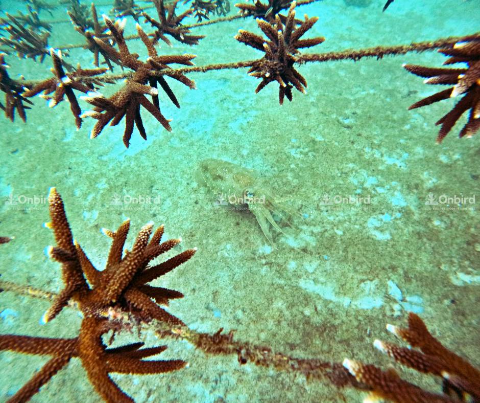 Reef fish and cuttlefish have appeared in the coral nursery area.