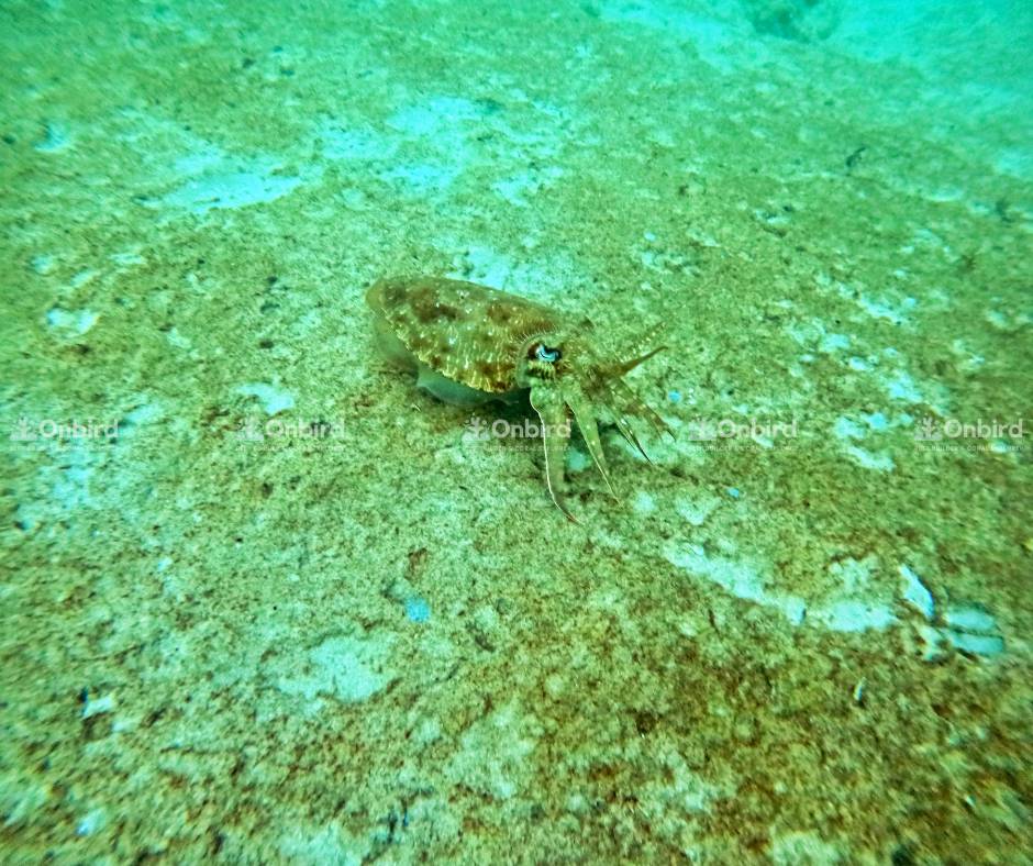 Reef fish and cuttlefish have appeared in the coral nursery area.