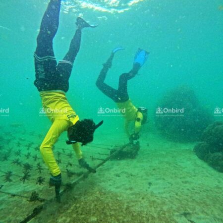 Early this October, OnBird will launch a campaign to transplant six different coral species in the Coral Jungle Reef area.