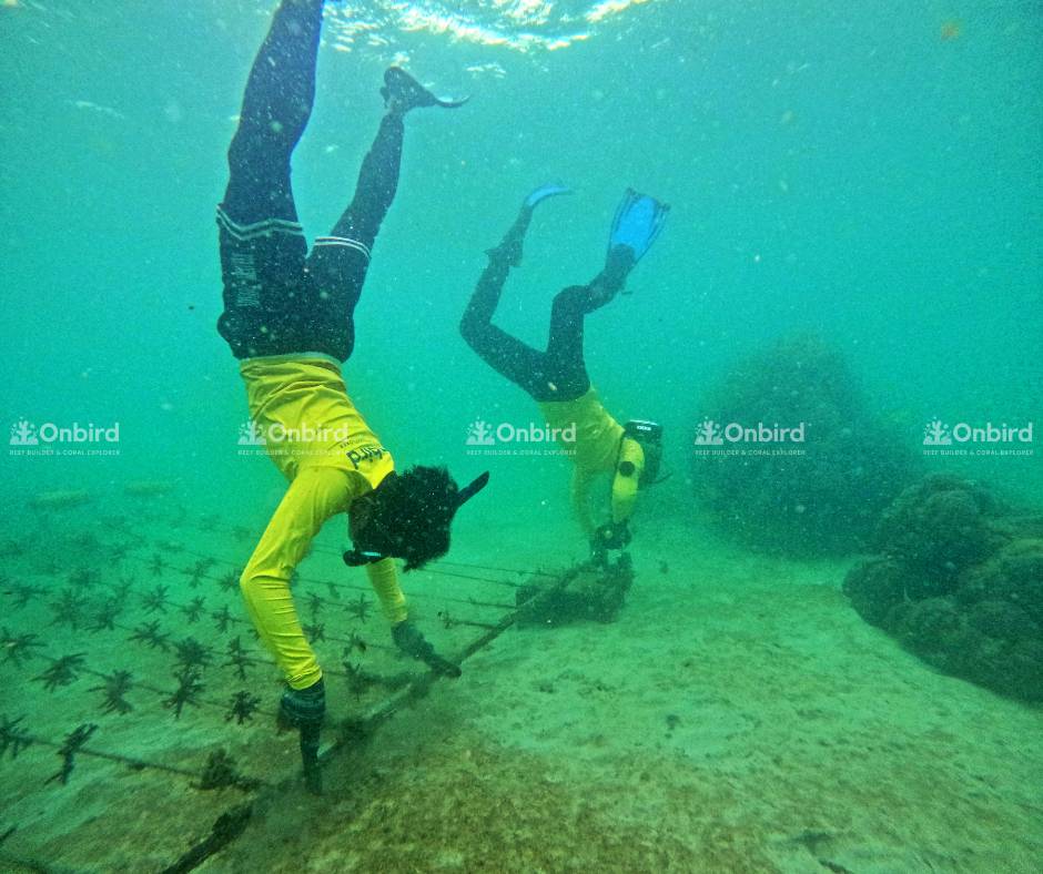 Early this October, OnBird will launch a campaign to transplant six different coral species in the Coral Jungle Reef area.