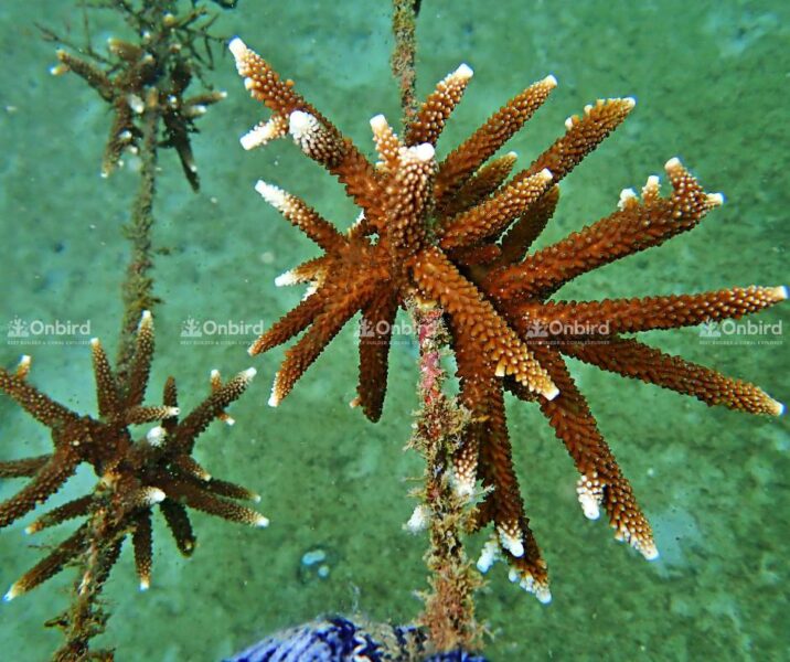 This propagation technique facilitates the coral's capacity for rapid growth.