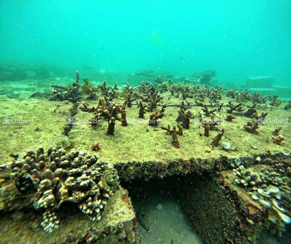 Marine scientists prioritize the selection of key reef-builder corals for propagation