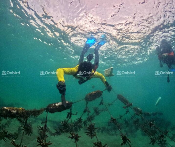 Images of the OnBird team inspecting and maintaining the nursery.