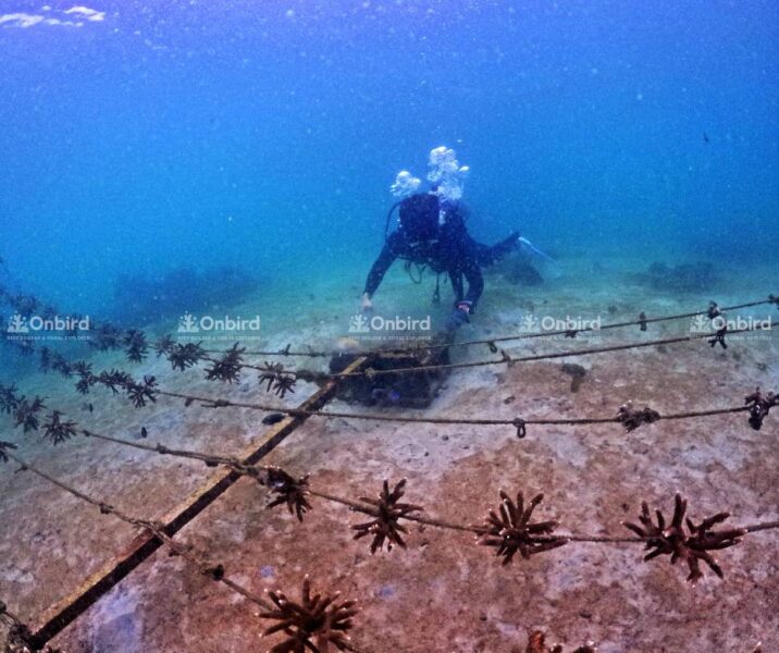 The Coral Nursery Garden is strictly monitored to keep track of coral growth.
