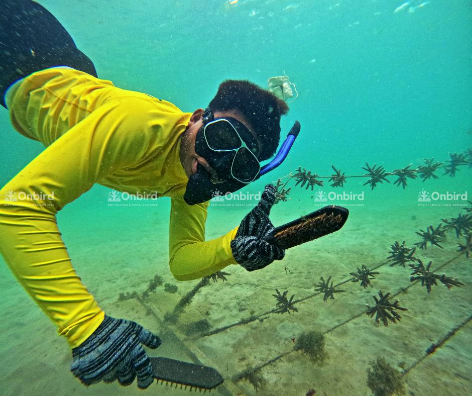 Be a part of this journey, safeguard Phu Quoc, and help us nurture life beneath the waves for generations to come.