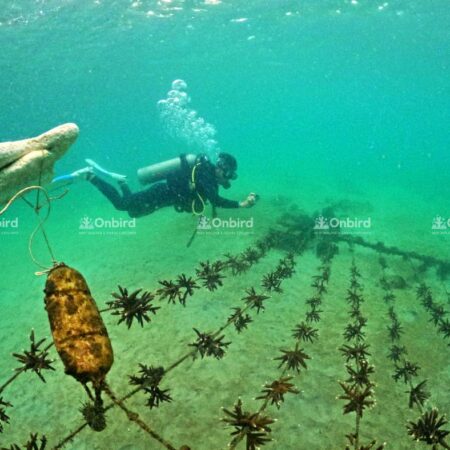 The buoy-suspension system remains fully operational and secure.