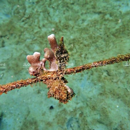 Porites cylindrina